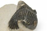 Detailed Hollardops Trilobite - Excellent Eye Detail #229705-2